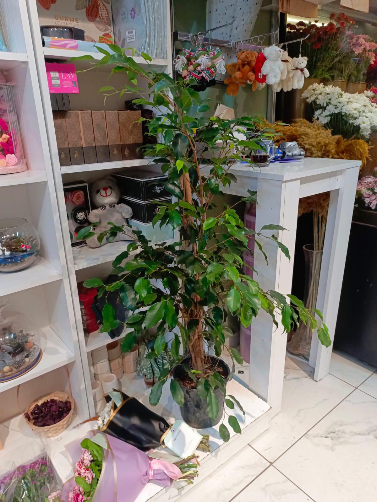 Ficus  Benjamin Bitkisi